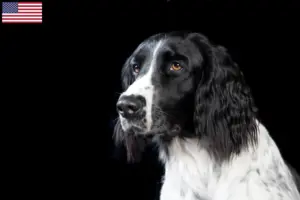 Read more about the article Grande criador de Münsterländer e cachorros nos EUA