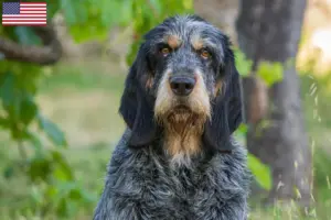 Read more about the article Criadores de Griffon Bleu de Gascogne e cachorros nos EUA