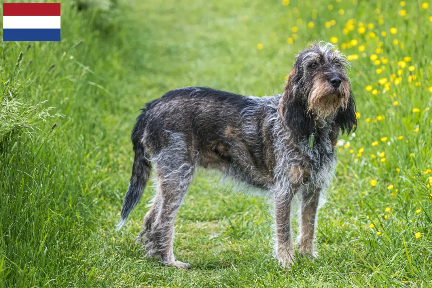 Griffon Bleu de Gascogne cachorros e criadores Países Baixos Encontre aqui criadores de Griffon Bleu de Gascognes nos Países Baixos.