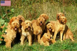 Read more about the article Griffon Fauve de Bretagne criadores e cachorros nos EUA
