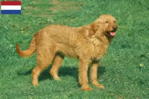 Read more about the article Griffon Fauve de Bretagne criadores e cachorros nos Países Baixos