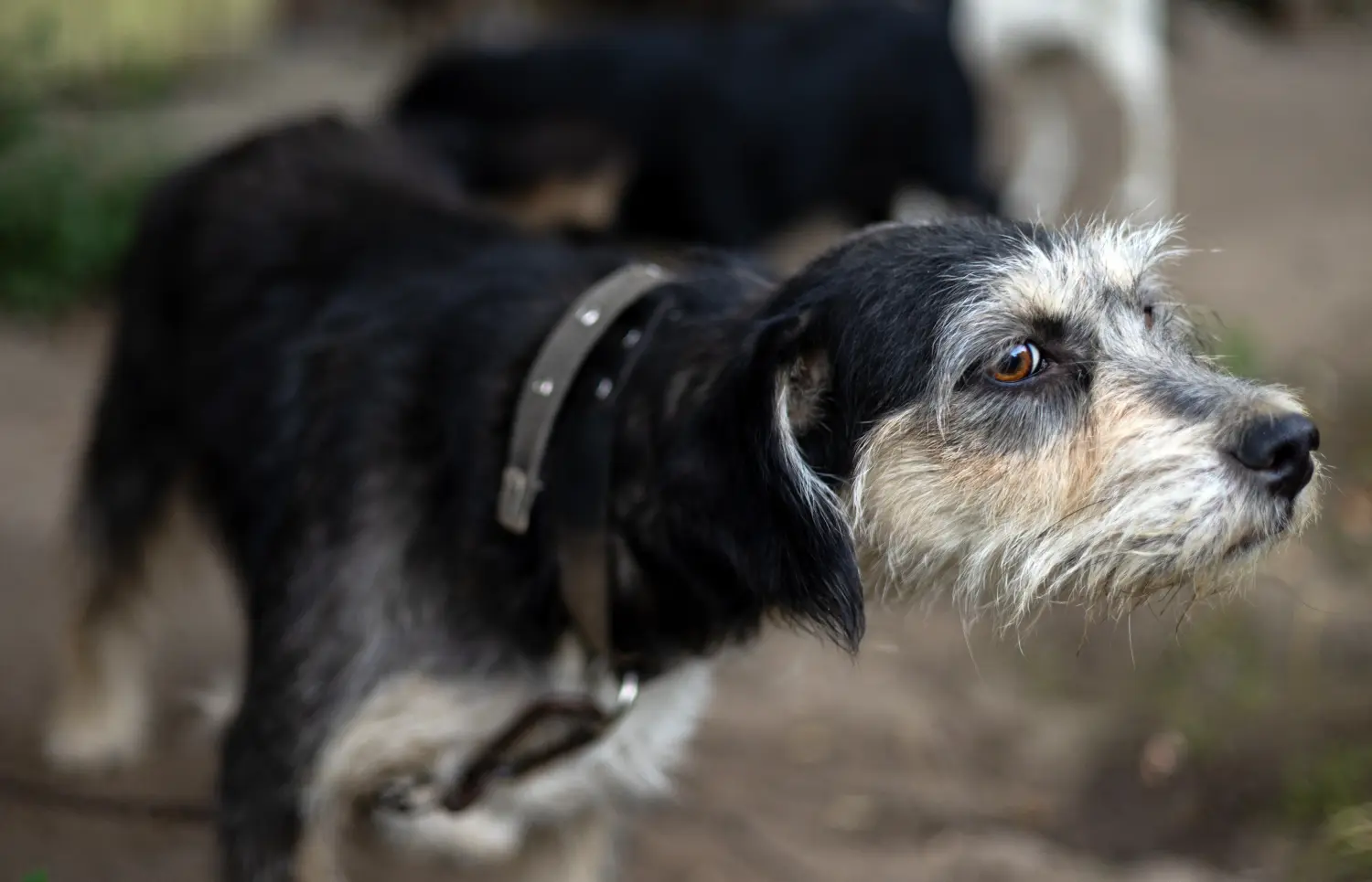 Comprar um cachorro Griffon Nivernais significa assumir responsabilidades! Comprar cachorros Griffon Nivernais.