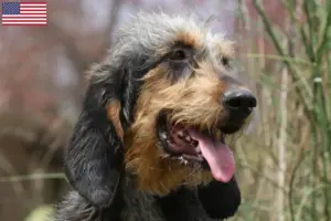 Read more about the article Criadores de Griffon Nivernais e cachorros nos EUA