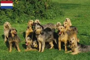 Read more about the article Criadores de Griffon Nivernais e cachorros nos Países Baixos