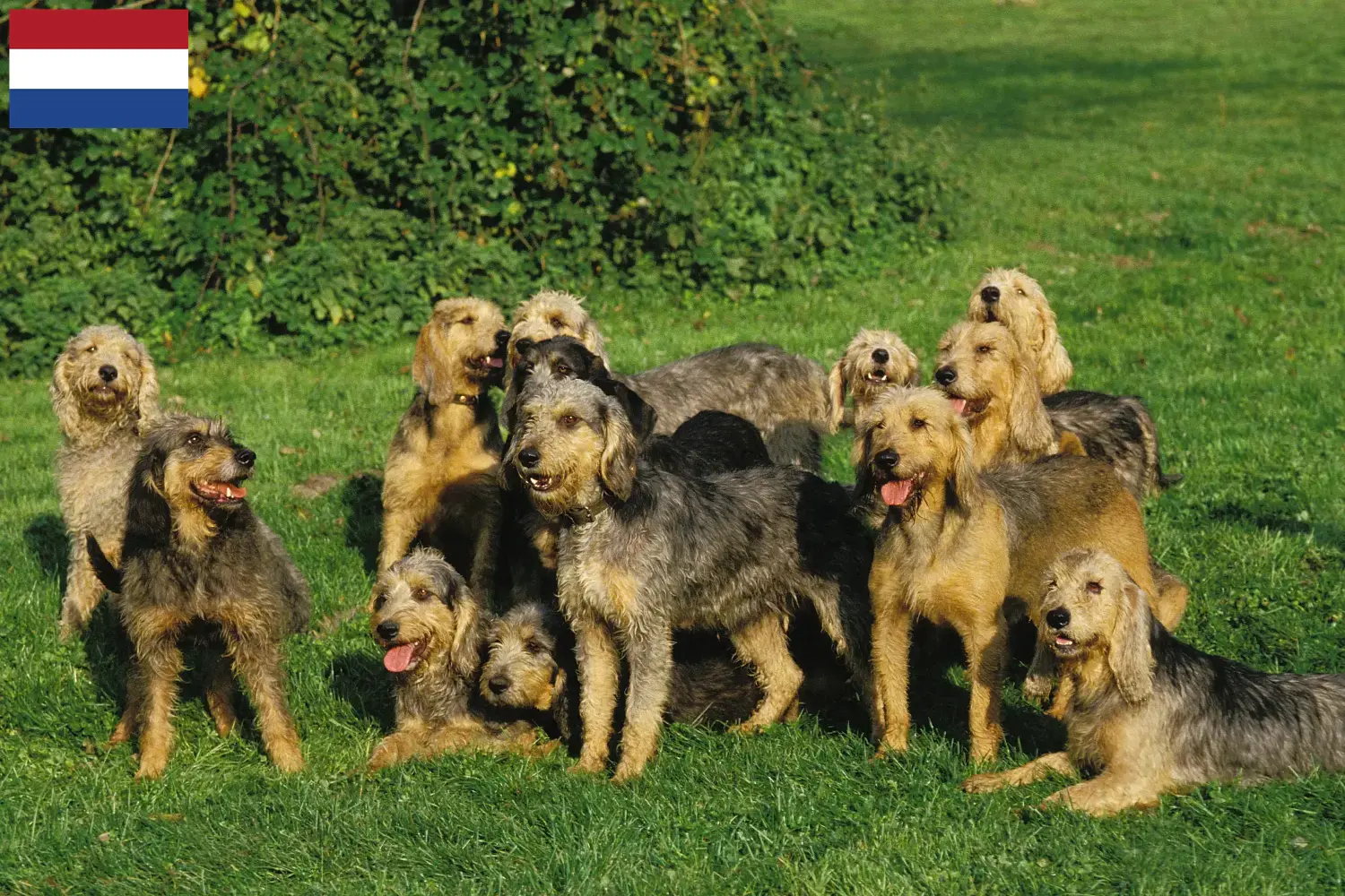Griffon Nivernais cachorros e criadores Países Baixos Encontre aqui criadores de Griffon Nivernais nos Países Baixos.