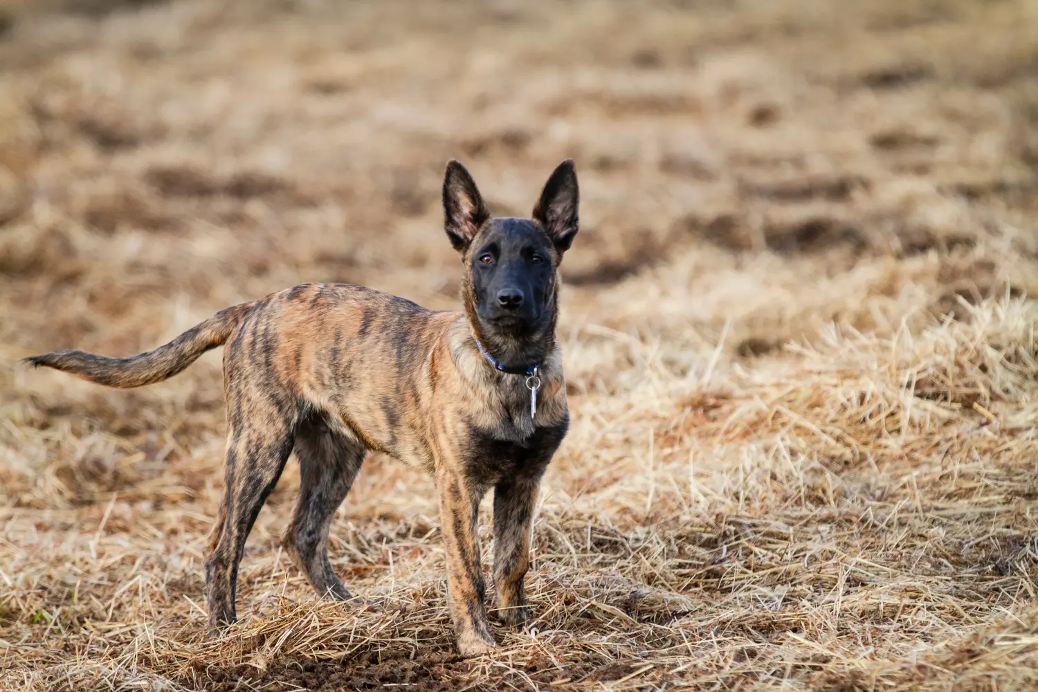 Comprar um cachorro Hollandse Herdershond significa assumir responsabilidades! Comprar cachorros Hollandse Herdershond.