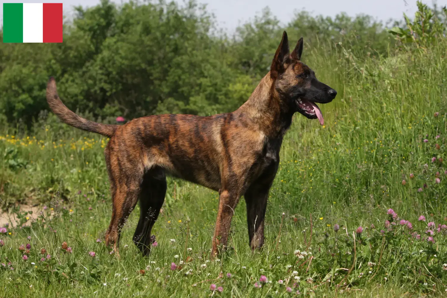 Hollandse Herdershond cachorros e criadores Itália Aqui pode encontrar criadores de Hollandse Herdershonden em Itália.