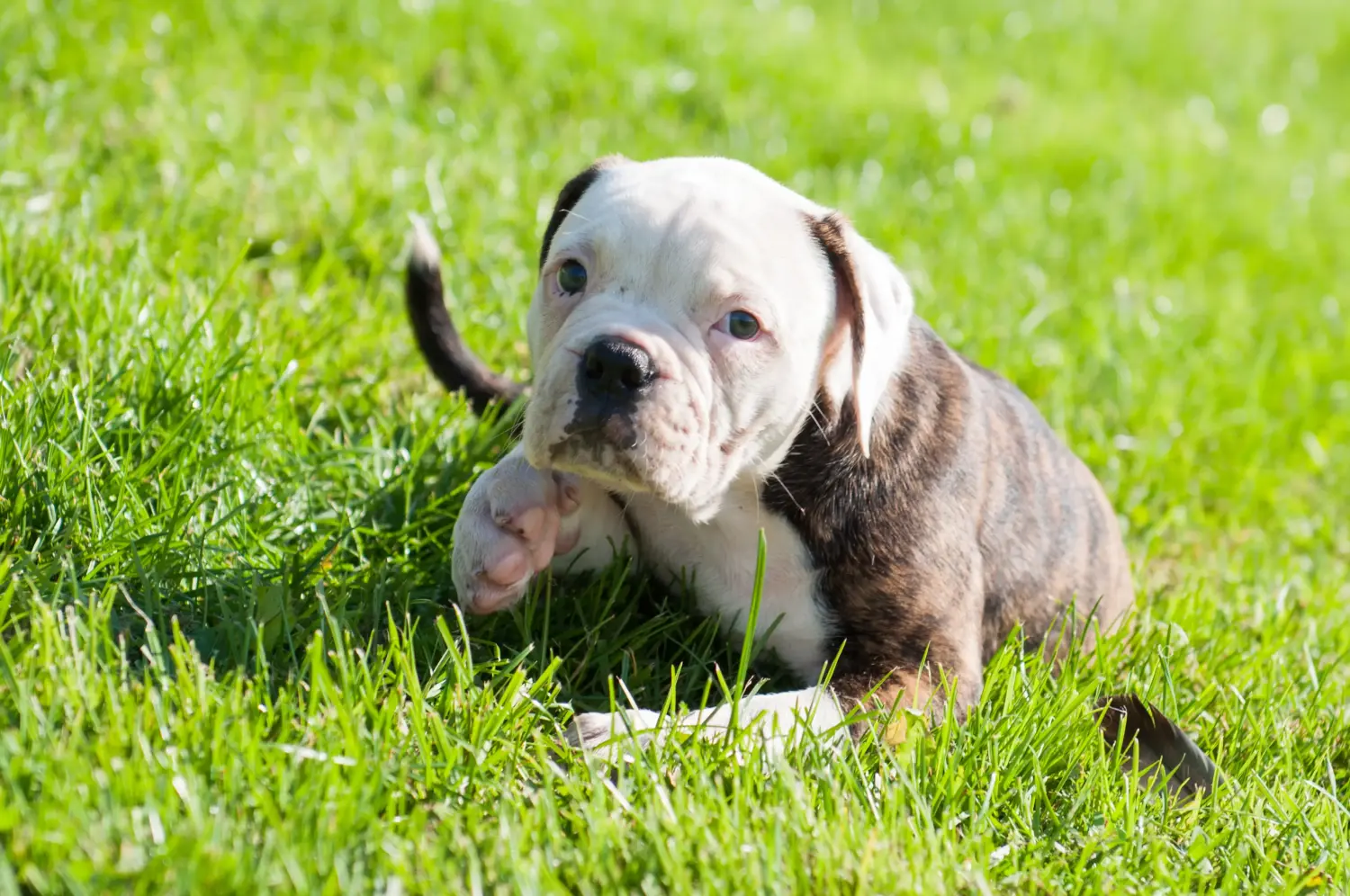 Comprar um cachorro Bulldog Americano significa assumir responsabilidades! Comprar cachorros Bulldog Americano.
