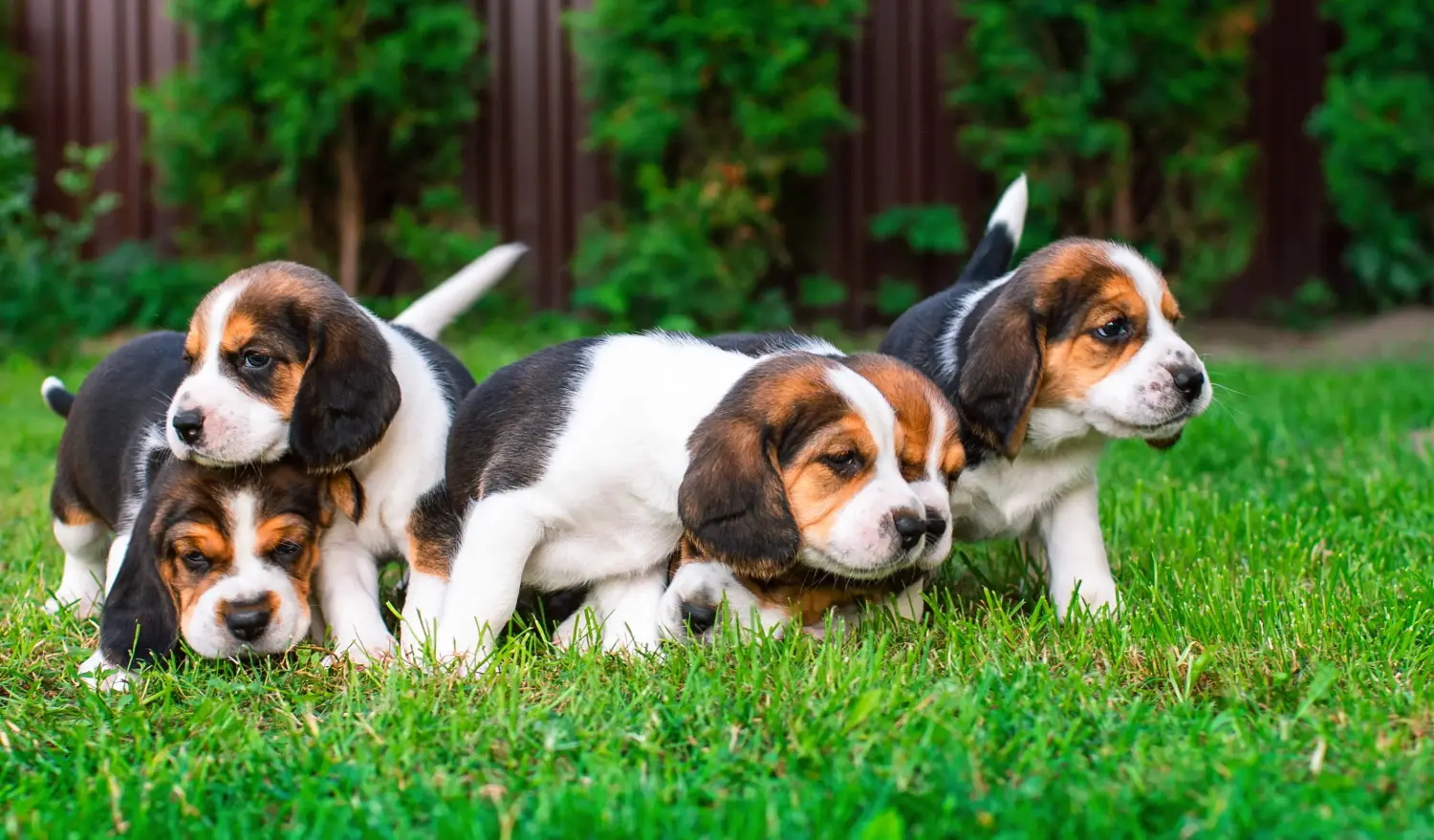Comprar um cachorro Beagle significa assumir a responsabilidade! Comprar cachorros Beagle.