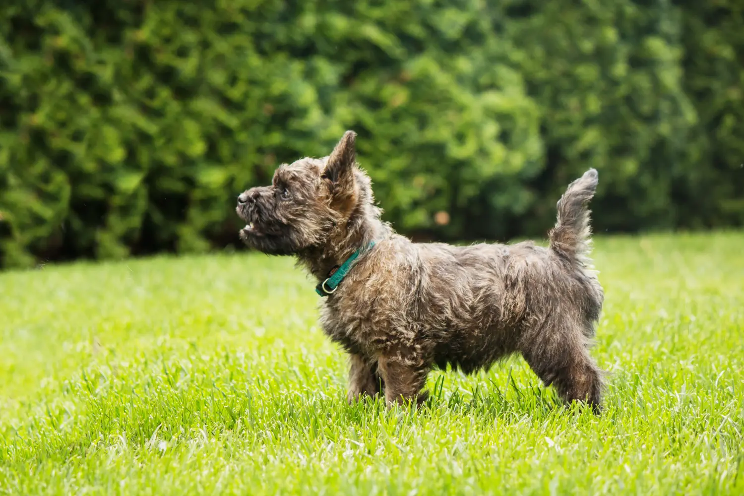 Comprar um cachorro Cairn Terrier significa assumir responsabilidades! Comprar cachorros Cairn Terrier.