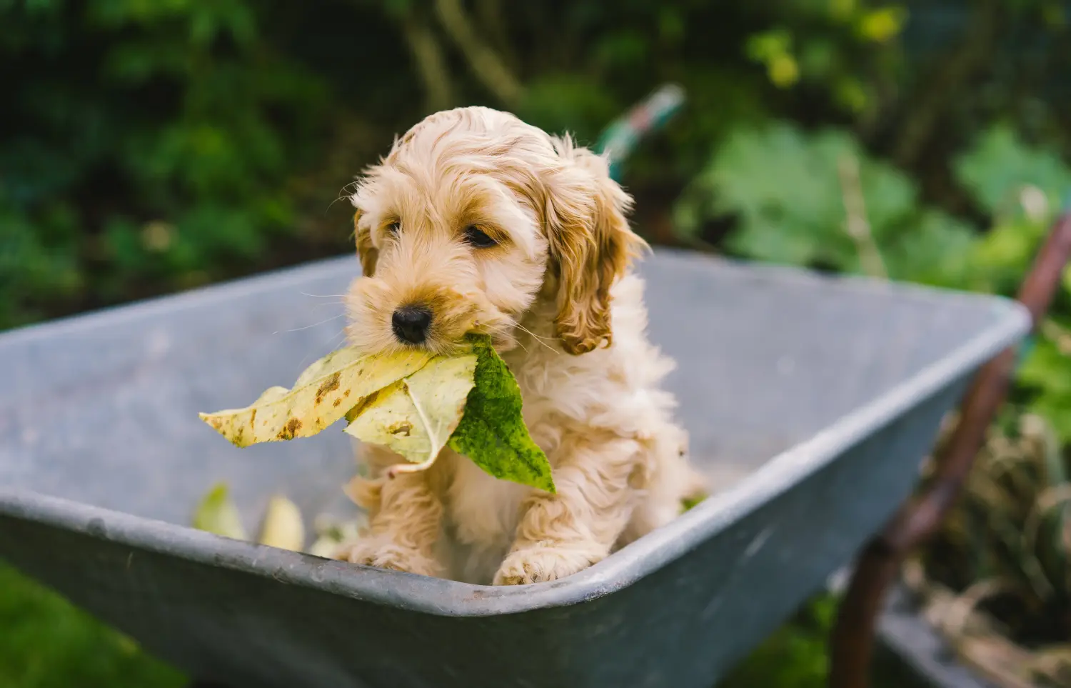Comprar um cachorro Cockapoo significa assumir responsabilidades! Comprar cachorros Cockapoo.