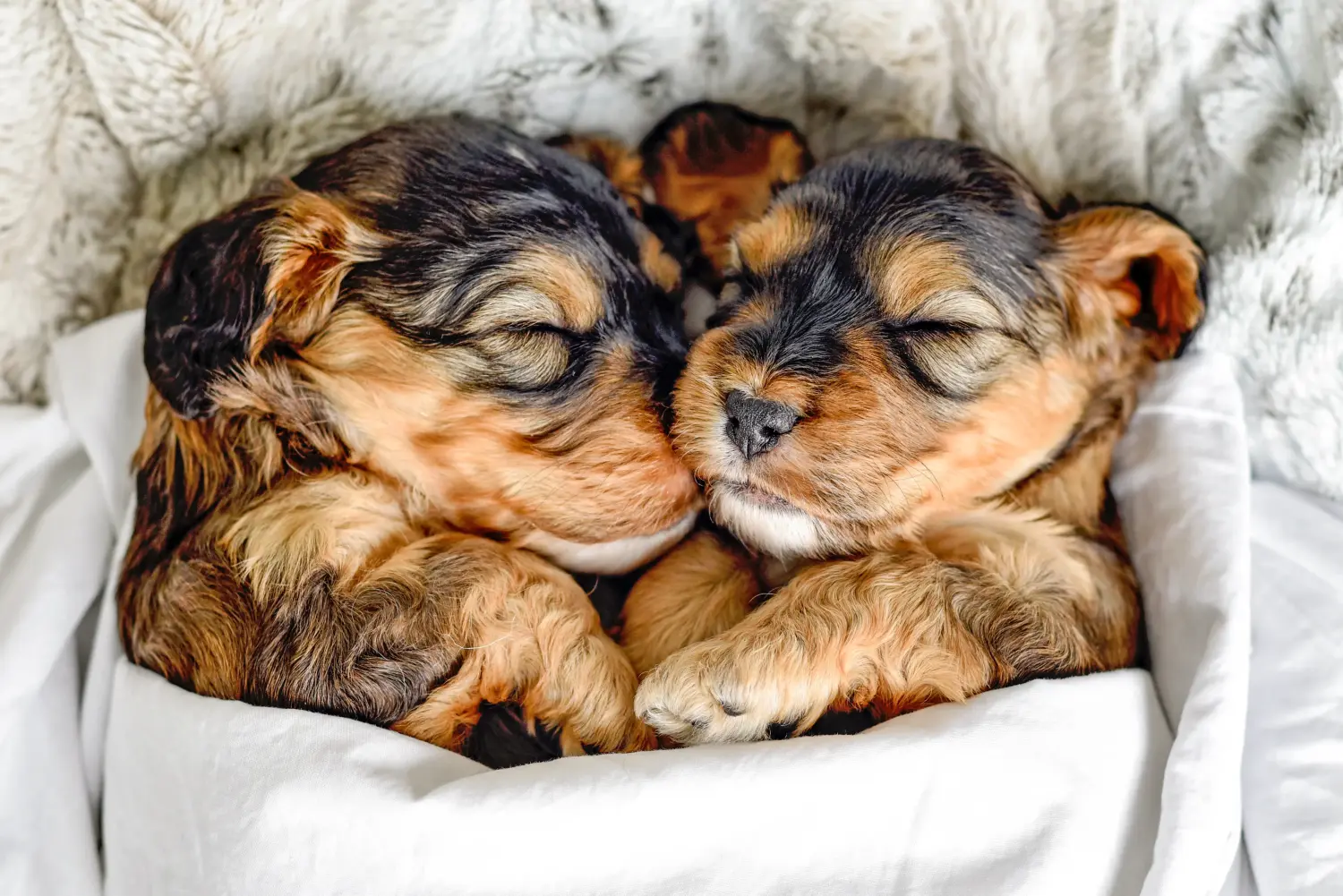 Comprar um cachorro Cockapoo significa assumir responsabilidades! Comprar cachorros Cockapoo.