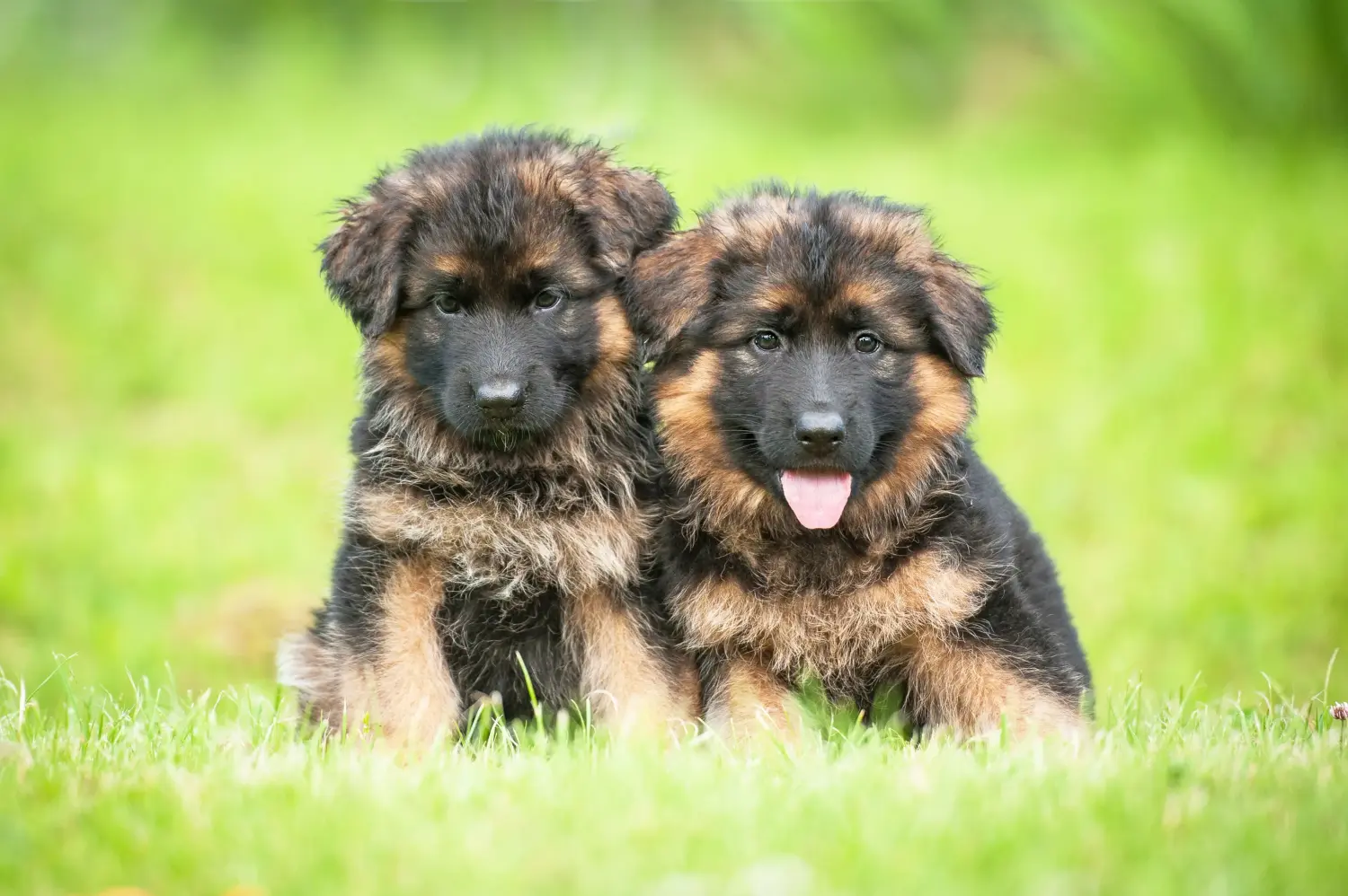 Comprar um cachorro de pastor alemão significa assumir responsabilidades! Comprar cachorros de pastor alemão.