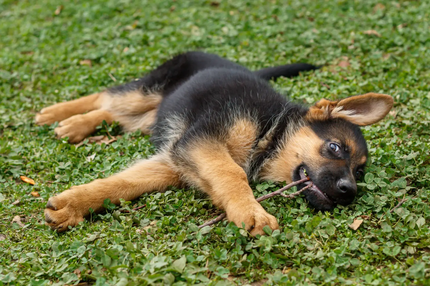 Comprar um cachorro de pastor alemão significa assumir responsabilidades! Comprar cachorros de pastor alemão.