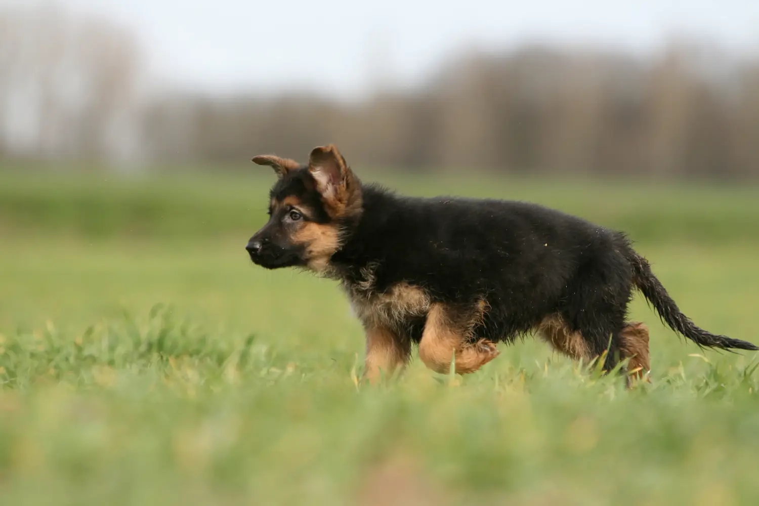 Comprar um cachorro de pastor alemão significa assumir responsabilidades! Comprar cachorros de pastor alemão.