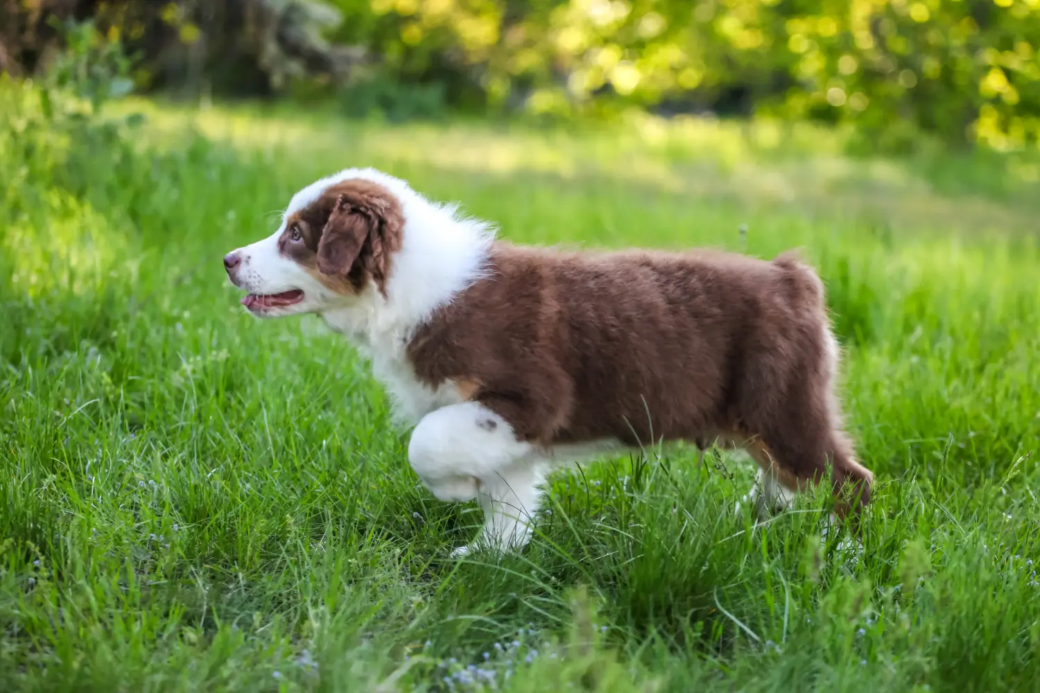 Comprar um cachorro Australian Shepherd significa assumir responsabilidades! Comprar cachorros de pastor australiano.