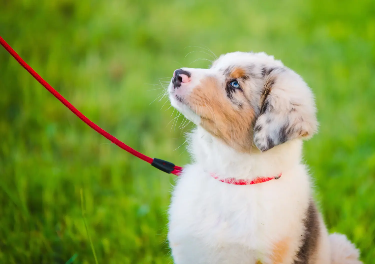 Comprar um cachorro Australian Shepherd significa assumir responsabilidades! Comprar cachorros de pastor australiano.