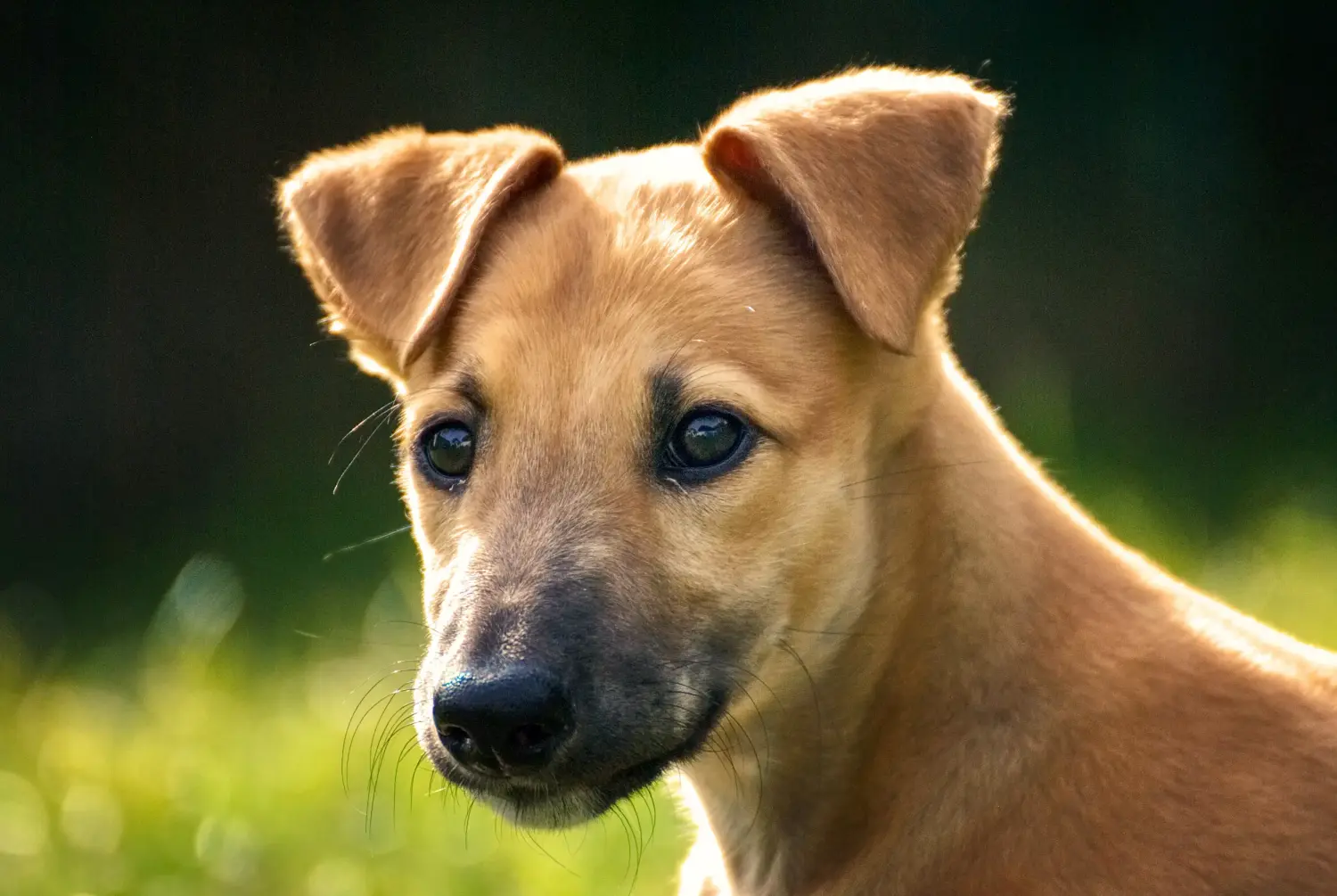 Comprar um cachorro galgo significa assumir a responsabilidade! Comprar cachorros galgos.