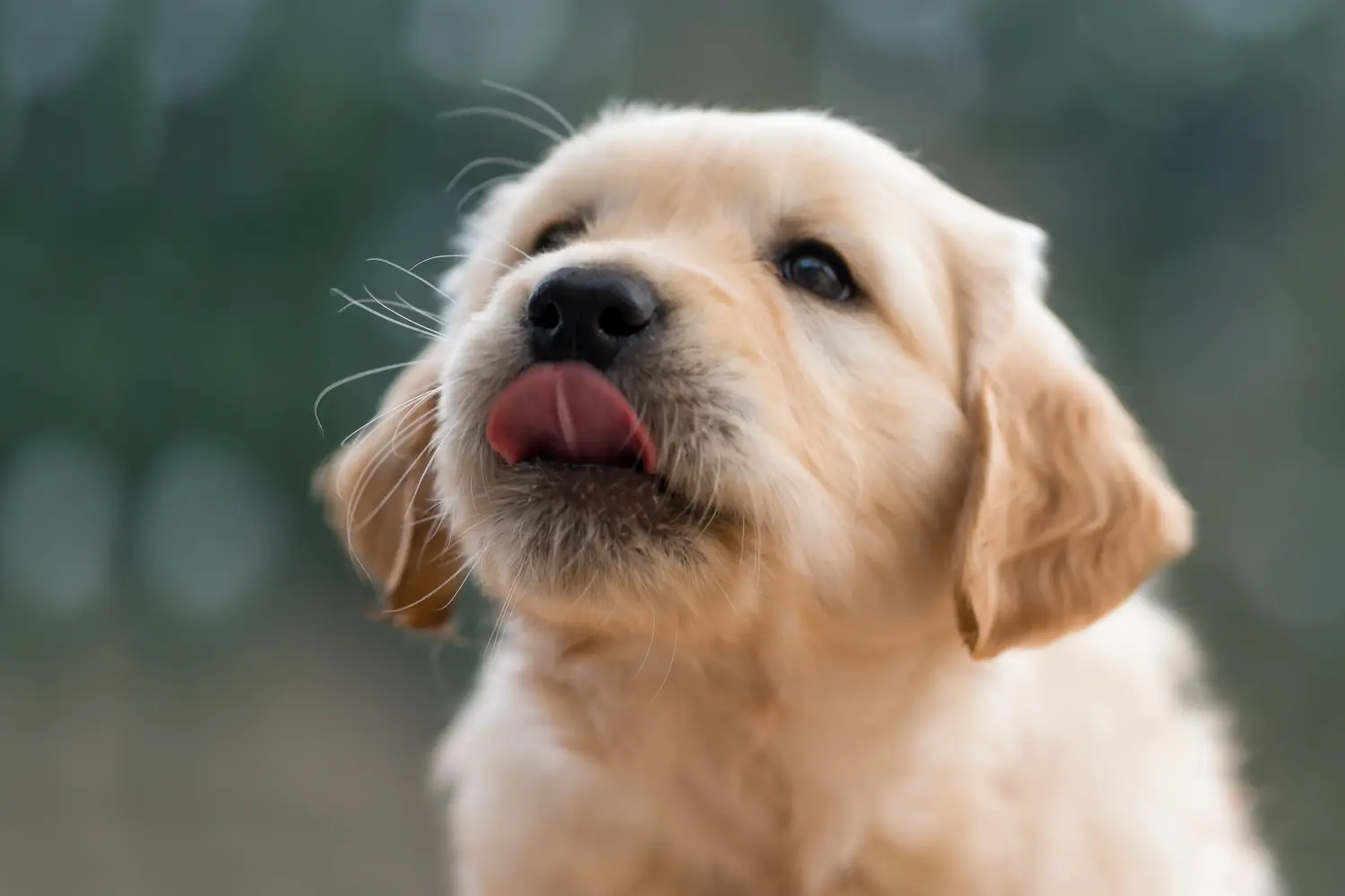 Comprar um cachorro Golden Retriever significa assumir responsabilidades! Comprar cachorros Golden Retriever.