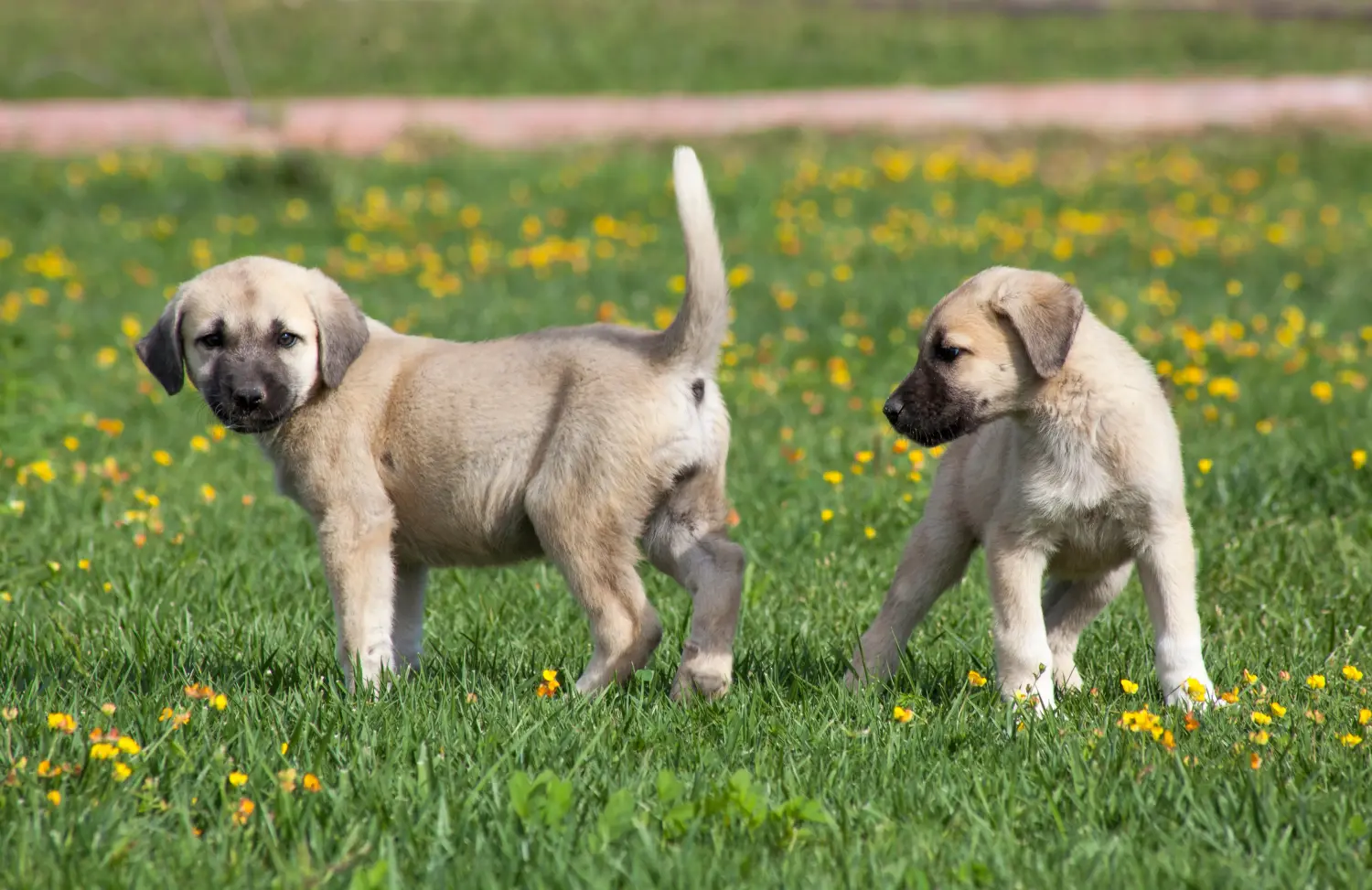 Comprar um cachorro Kangal significa assumir a responsabilidade! Comprar cachorros Kangal.