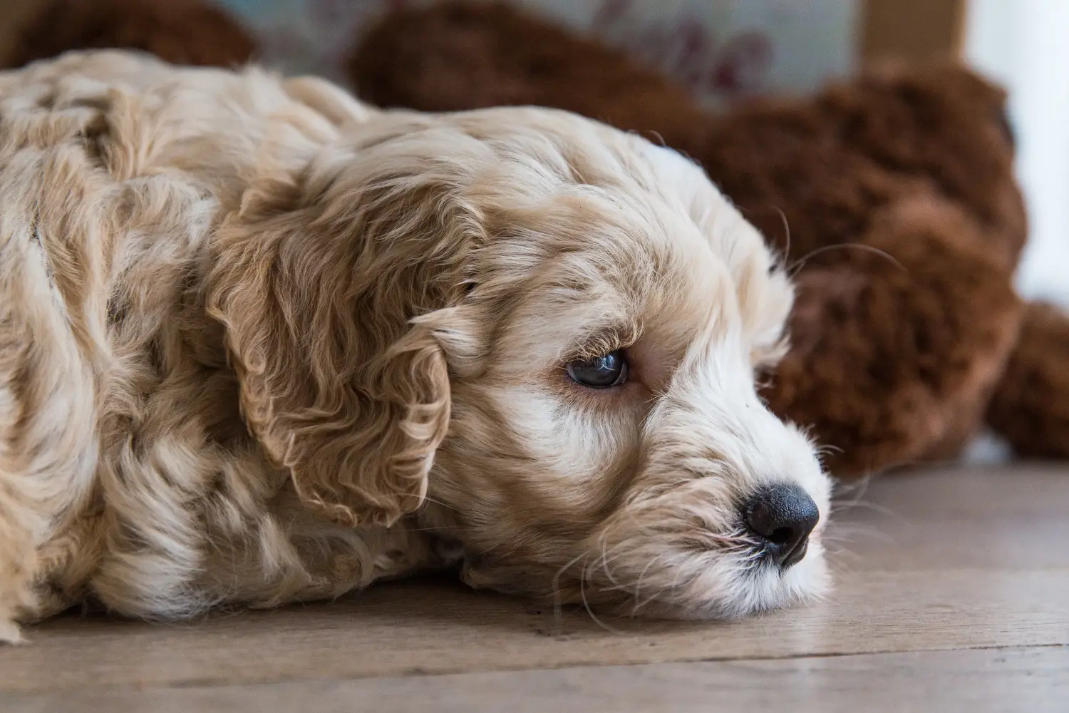 Comprar um cachorro Australian Labradoodle significa assumir responsabilidades! Comprar cachorros Labradoodle australianos.