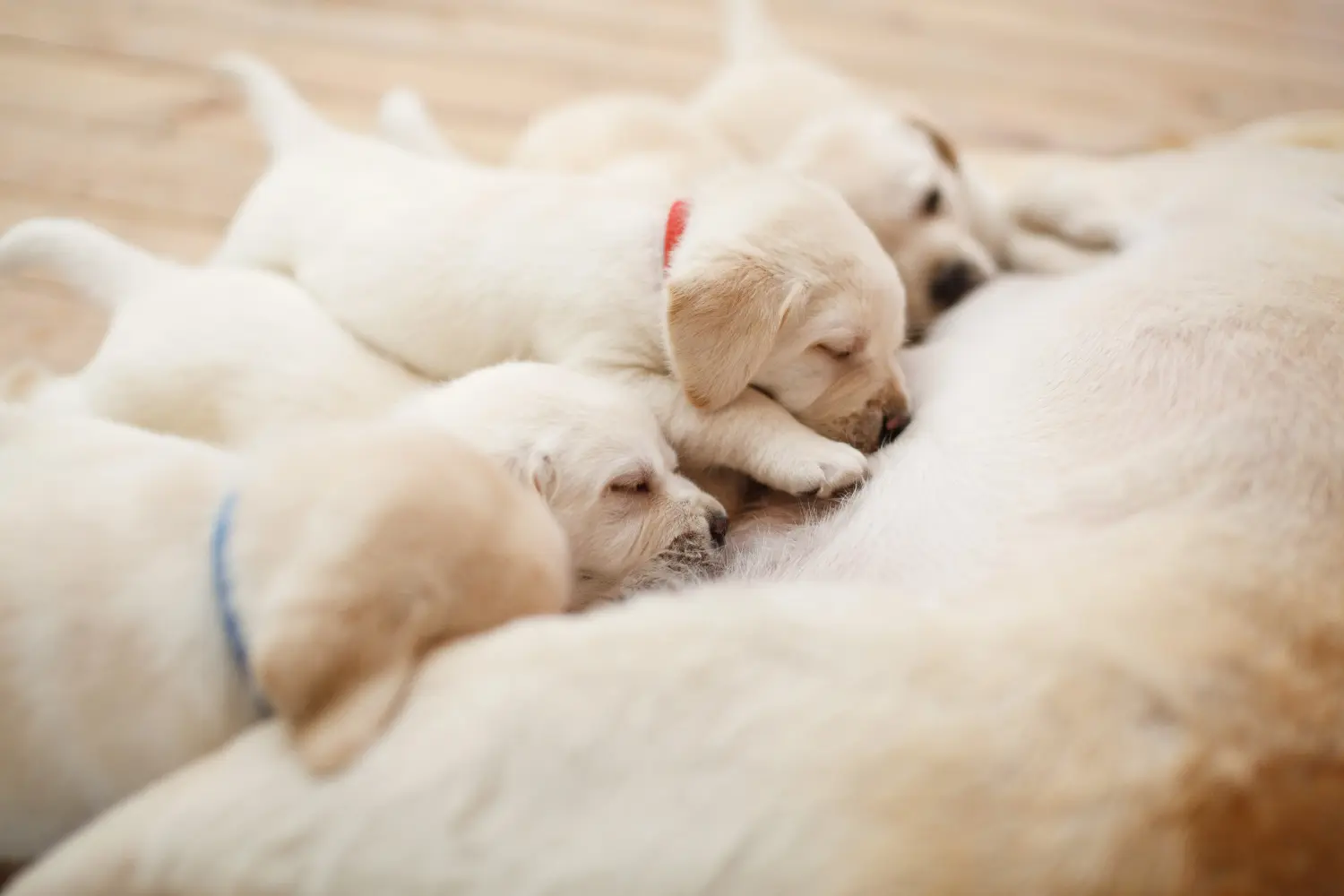 Comprar um cachorro Labrador significa assumir responsabilidades! Comprar cachorros Labrador.