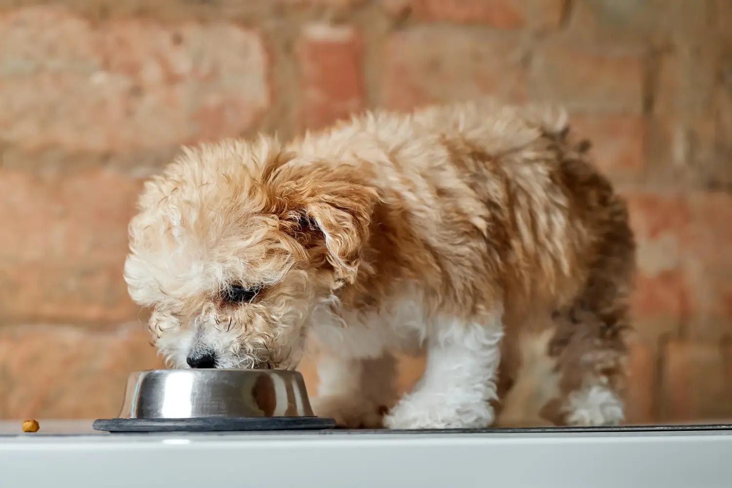 Comprar um cachorro Maltipoo significa assumir responsabilidades! Comprar cachorros Maltipoo.