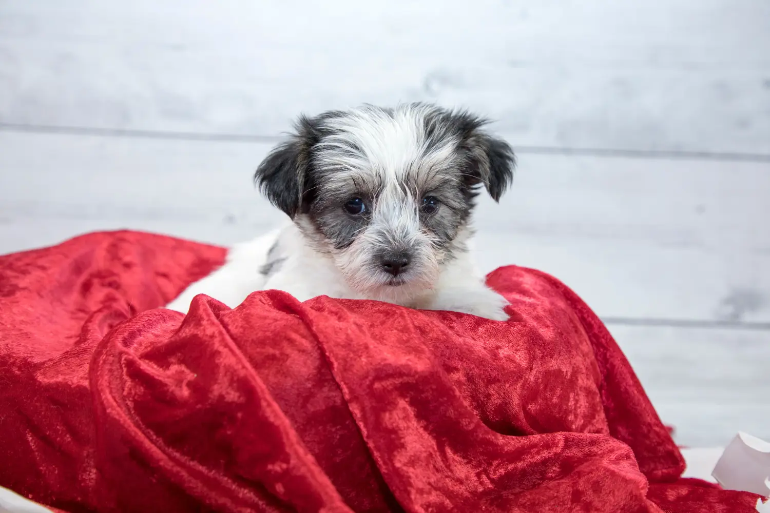 Comprar um cachorro Morkie significa assumir responsabilidades! Comprar cachorros Morkie.