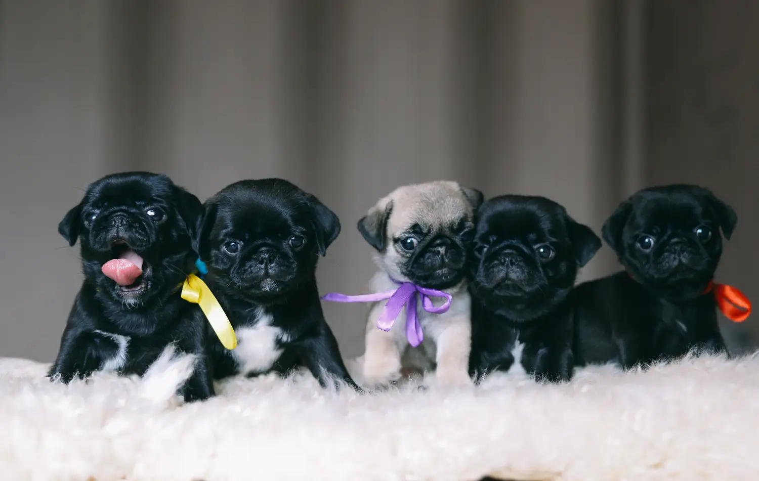 Comprar um cachorro pug significa assumir a responsabilidade! Comprar cachorros pug.