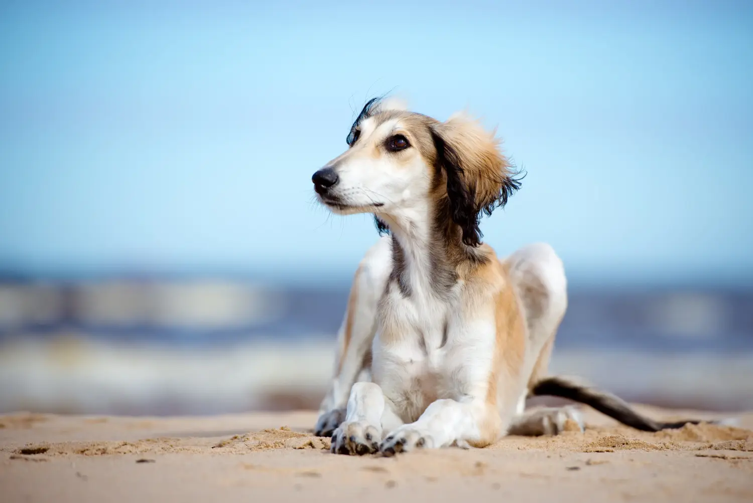 Comprar um cachorro Saluki significa assumir responsabilidades! Comprar cachorros Saluki.
