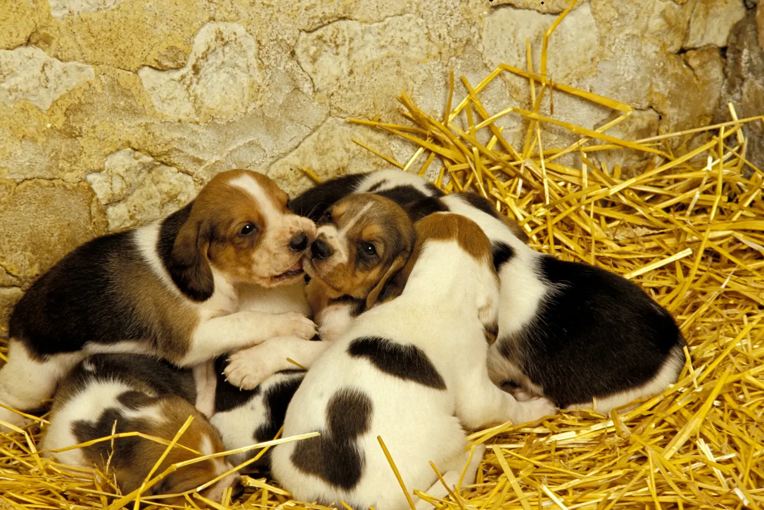 Comprar um cachorro Chien d'Artois significa assumir a responsabilidade! Comprar cachorros Chien d'Artois.