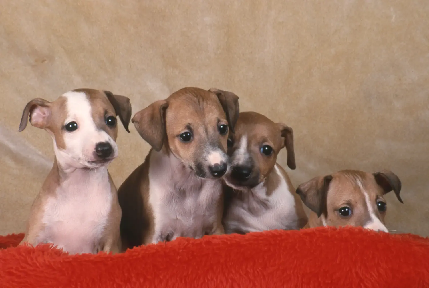 Comprar um cachorro galgo italiano significa assumir a responsabilidade! Comprar cachorros italianos para carrilhão de vento.