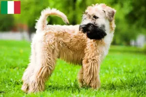 Read more about the article Criadores e cachorros de Irish Soft Coated Wheaten Terrier em Itália