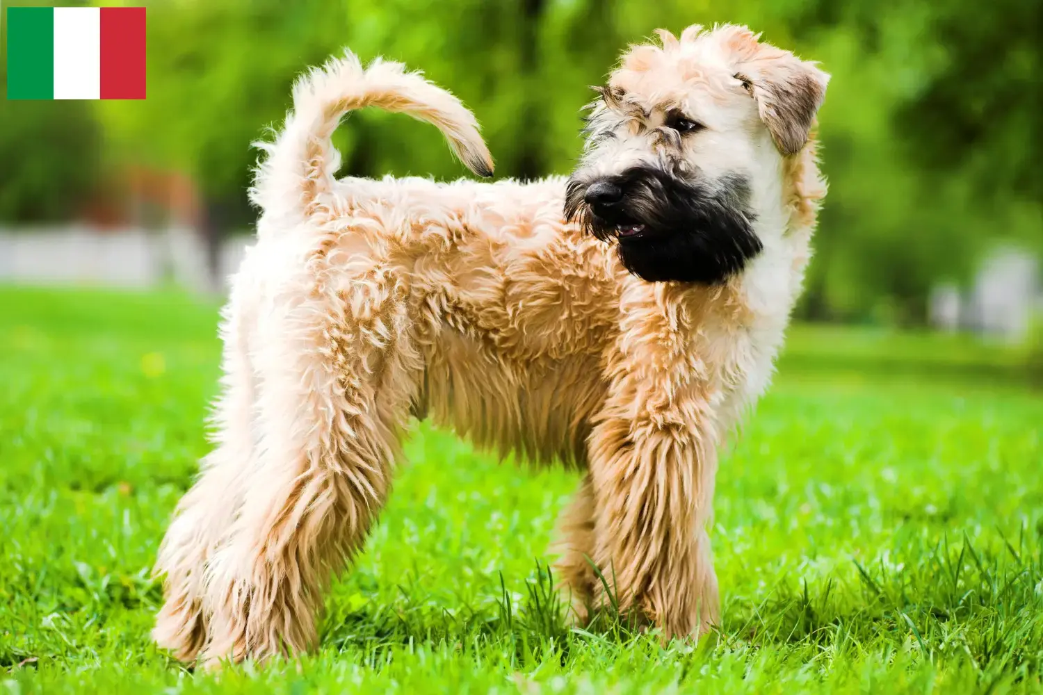 Cachorros e criadores de Irish Soft Coated Wheaten Terrier Itália Encontre aqui criadores de Irish Soft Coated Wheaten Terrier em Itália.