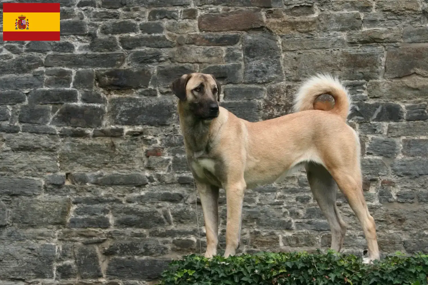 Kangal cachorros e criadores Espanha Aqui pode encontrar criadores de Kangals em Espanha.