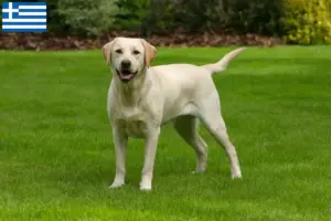 Read more about the article Criadores de Labrador e cachorros na Grécia