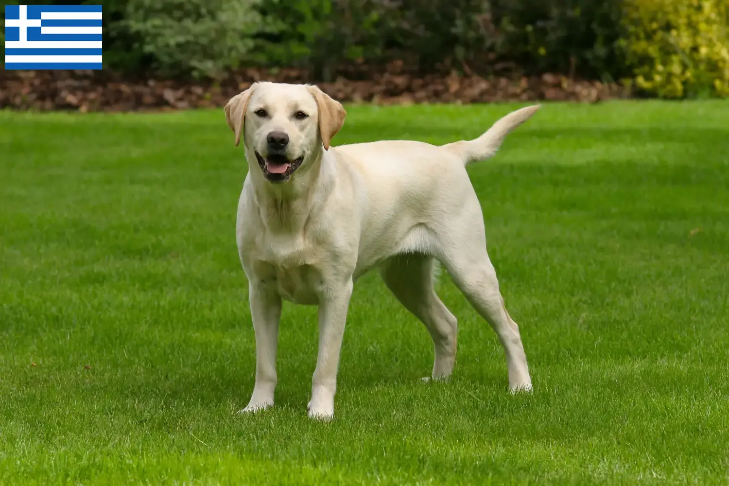 Labrador cachorros e criadores Grécia Aqui pode encontrar criadores de Labradores na Grécia.
