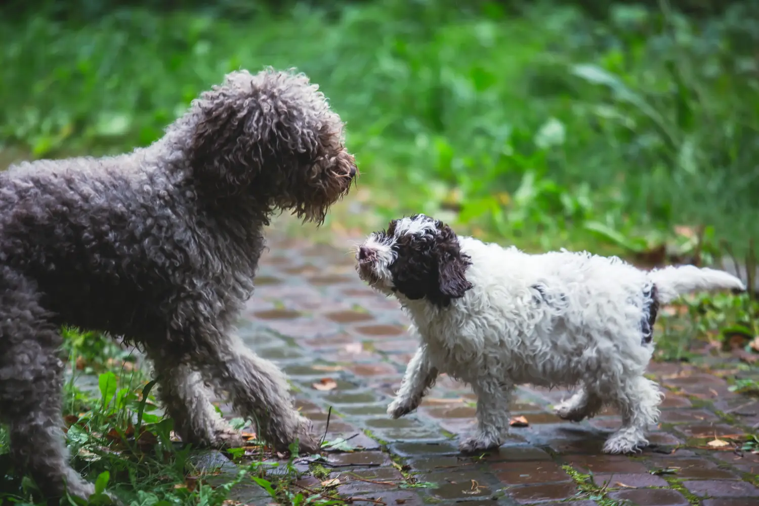 Comprar um cachorro Lagotto Romagnolo significa assumir a responsabilidade! Comprar cachorros Lagotto Romagnolo.