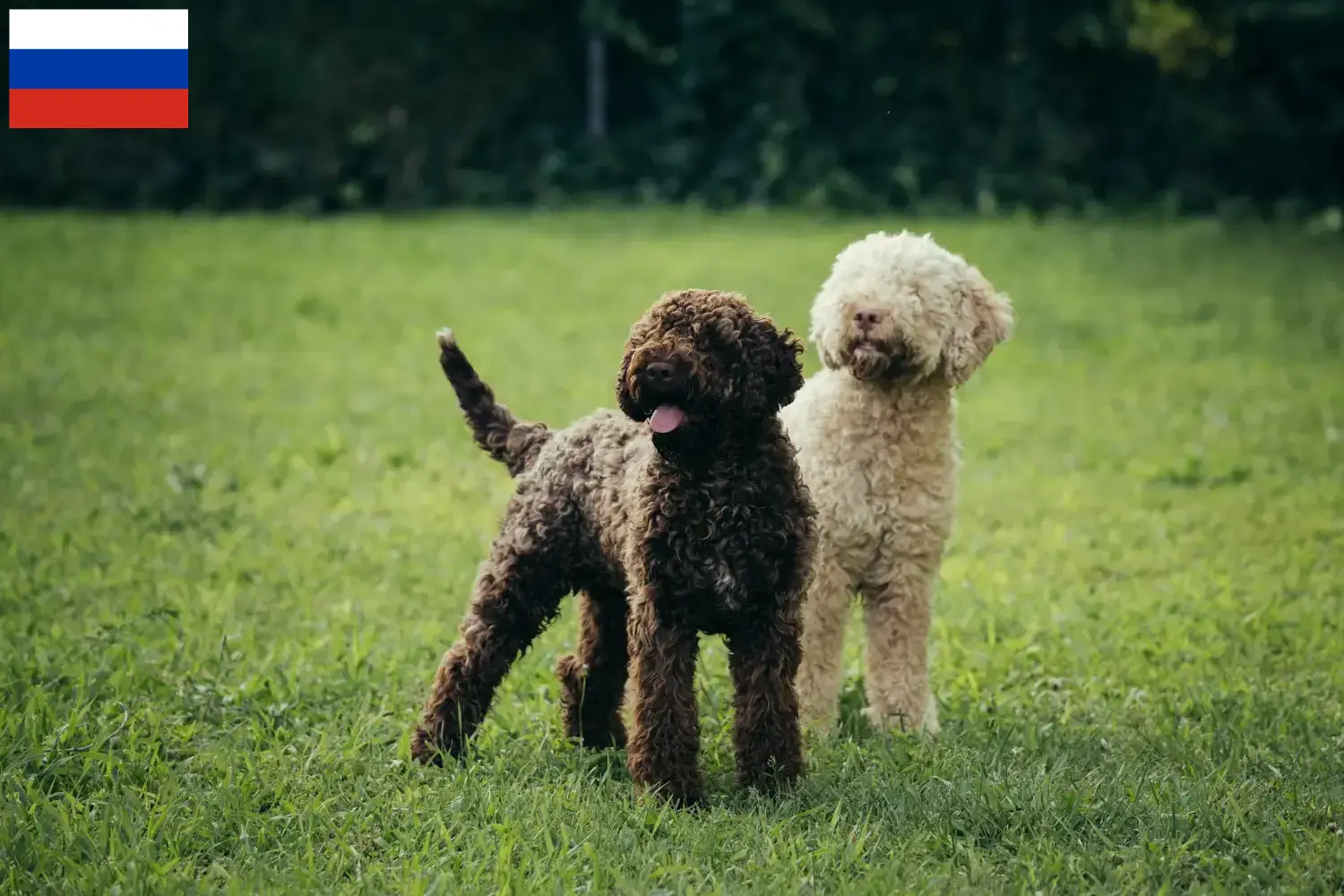 Read more about the article Criadores de Lagotto Romagnolo e cachorros na Rússia