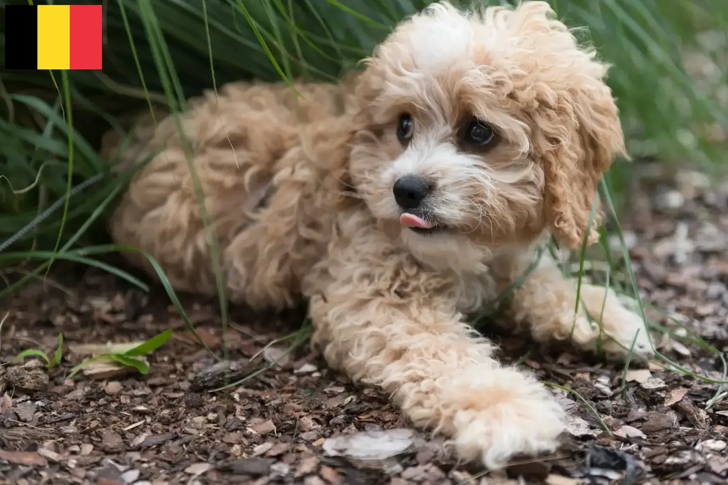 Maltipoo cachorros e criadores Bélgica Encontre aqui criadores de Maltipoo na Bélgica.