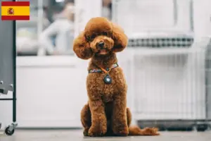 Read more about the article Criadores de Maltipoo e cachorros em Espanha