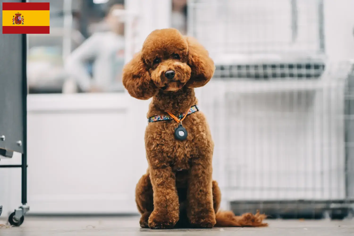 Maltipoo cachorros e criadores Espanha Aqui pode encontrar criadores de Maltipoos em Espanha.