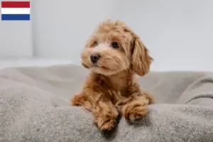 Read more about the article Criadores de Maltipoo e cachorros nos Países Baixos