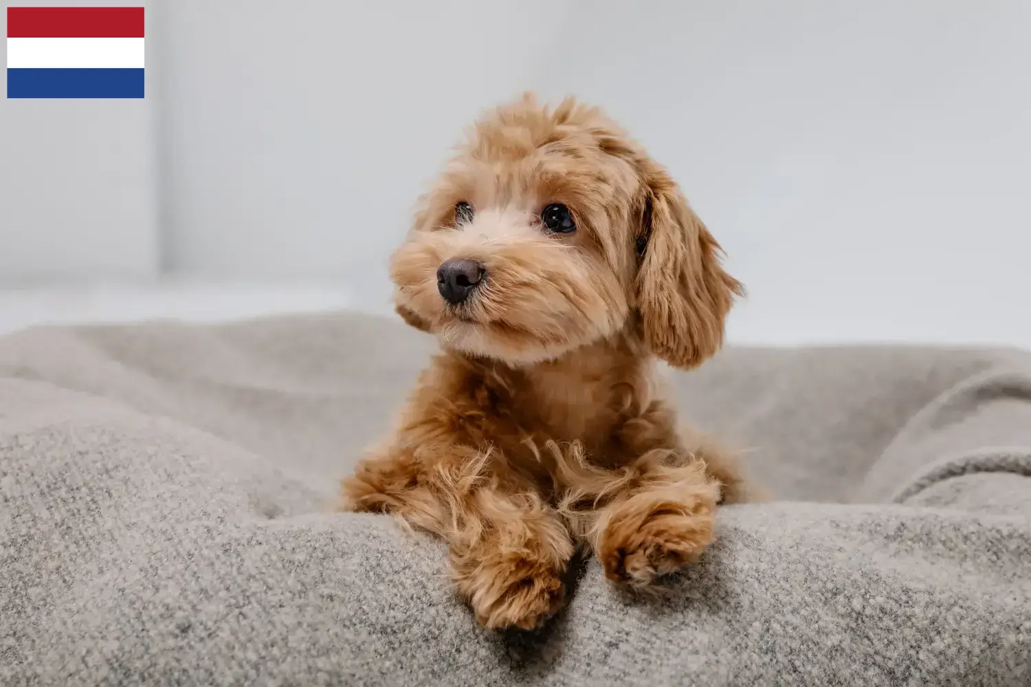 Cachorros Maltipoo e criadores Países Baixos Aqui pode encontrar criadores de Maltipoo nos Países Baixos.