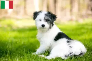 Read more about the article Criadores de Maltipoo e cachorros em Itália