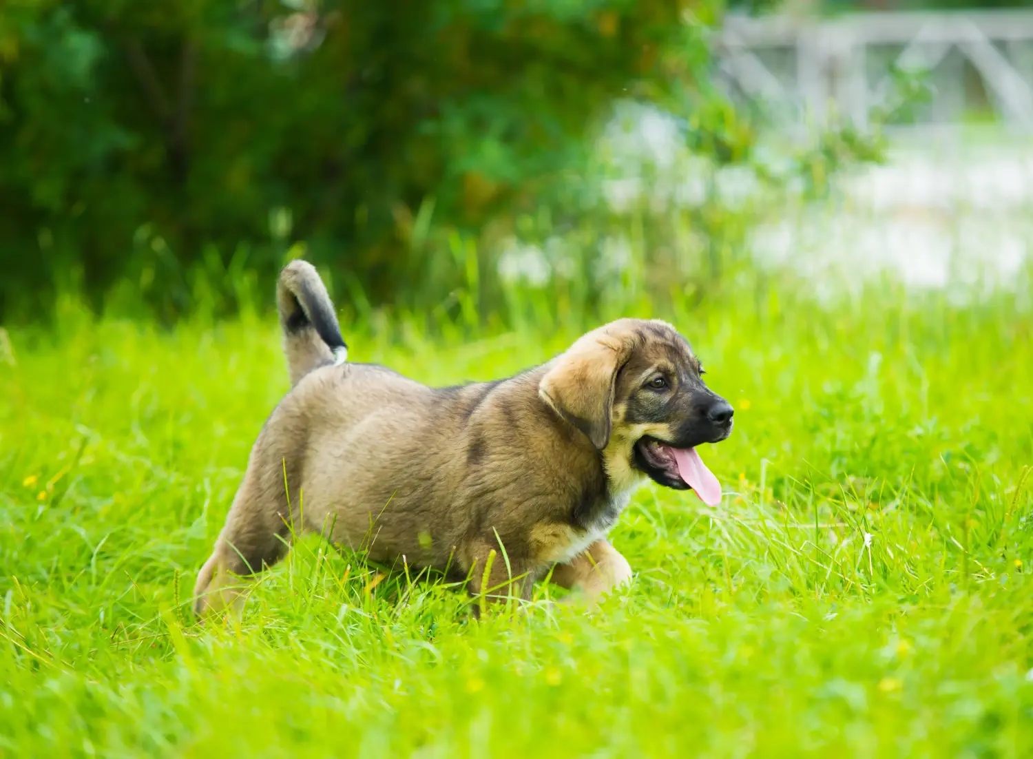Comprar um cachorro Mastín Español significa assumir a responsabilidade! Comprar cachorros Mastín Español.