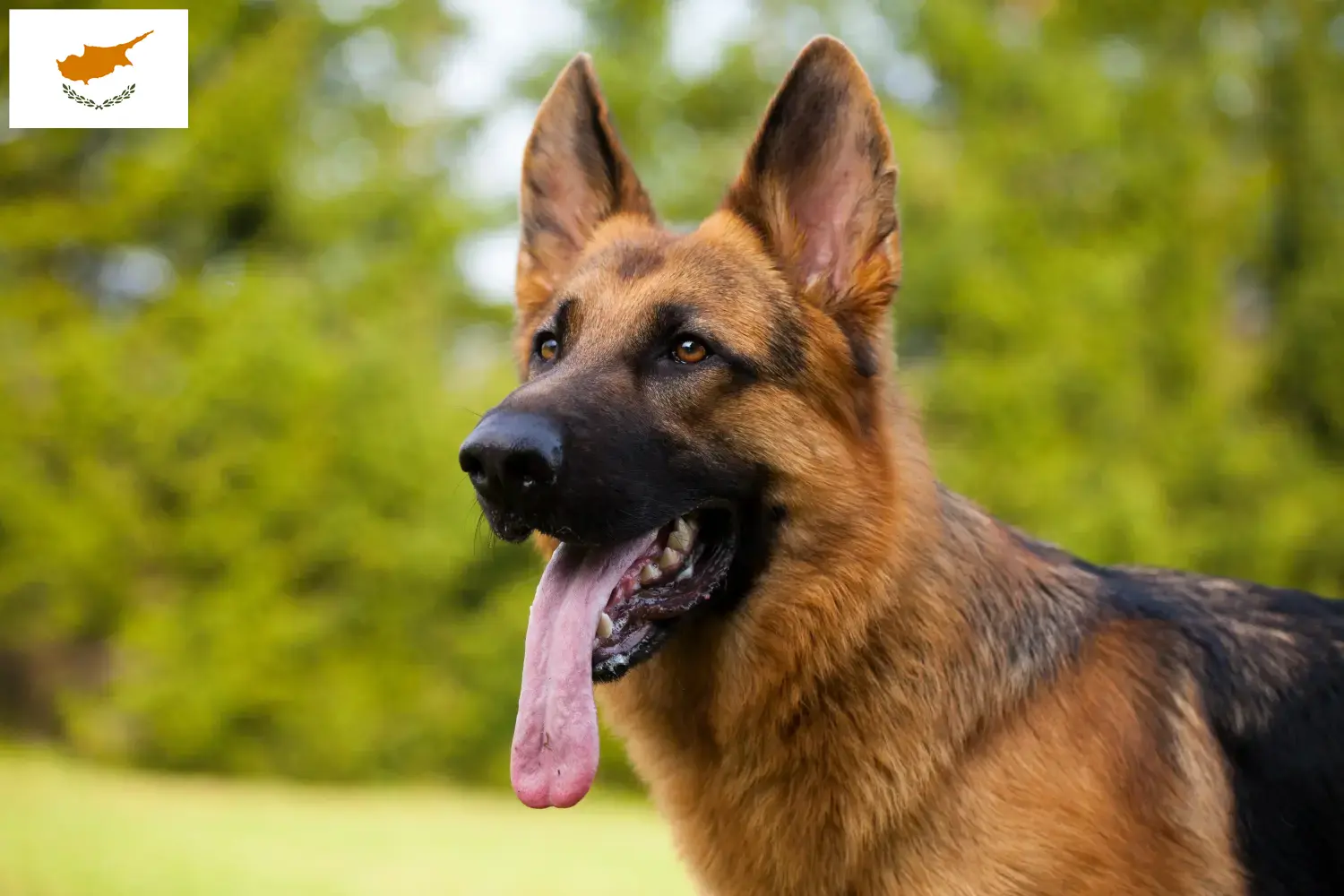 Filhotes de Pastor Alemão e Criadores República do Chipre Aqui pode encontrar criadores de cães de pastor alemão em Chipre.