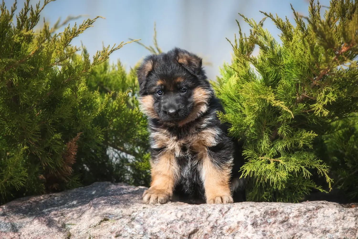 Comprar um cachorro de pastor alemão significa assumir responsabilidades! Comprar cachorros de pastor alemão.