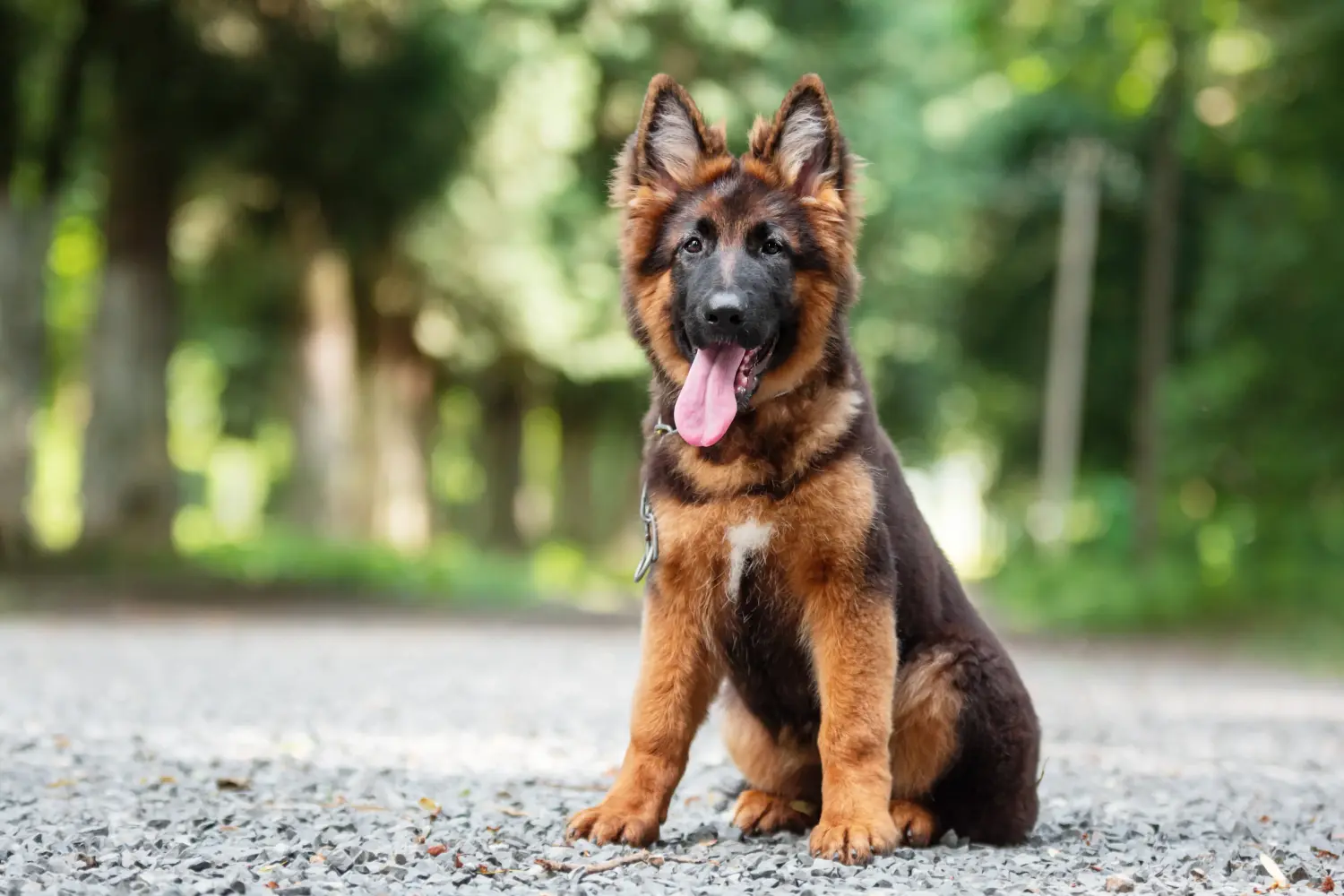 Comprar um cachorro de pastor alemão significa assumir responsabilidades! Comprar cachorros de pastor alemão.