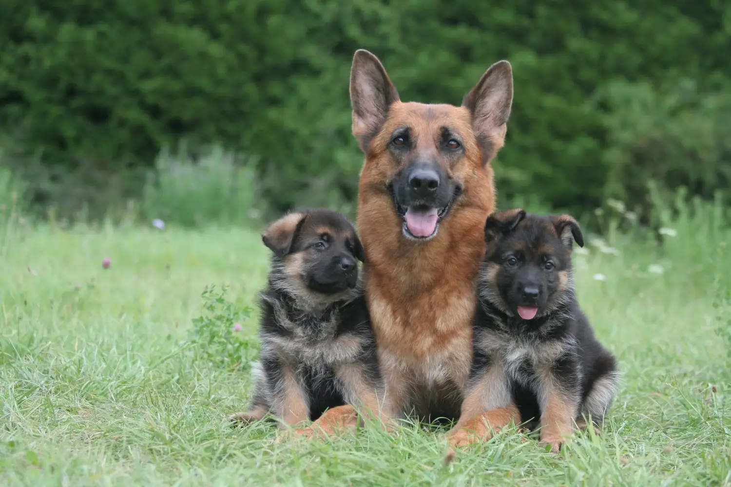 Comprar um cachorro de pastor alemão significa assumir responsabilidades! Comprar cachorros de pastor alemão.